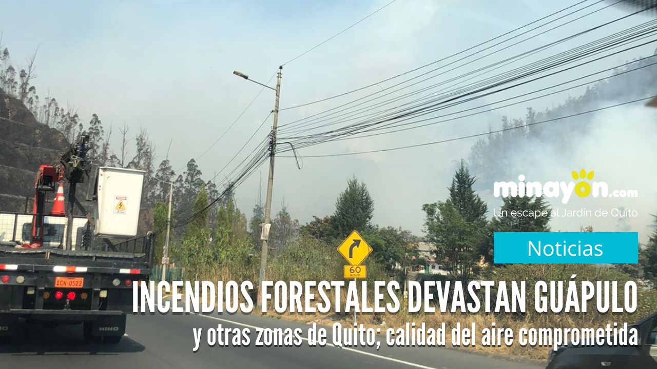 Incendios forestales devastan Guápulo y otras zonas de Quito; calidad del aire comprometida