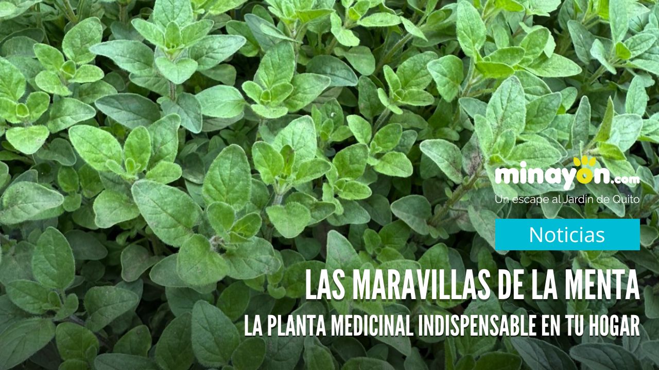 Las Maravillas de la Menta: La Planta Medicinal Indispensable en tu Hogar