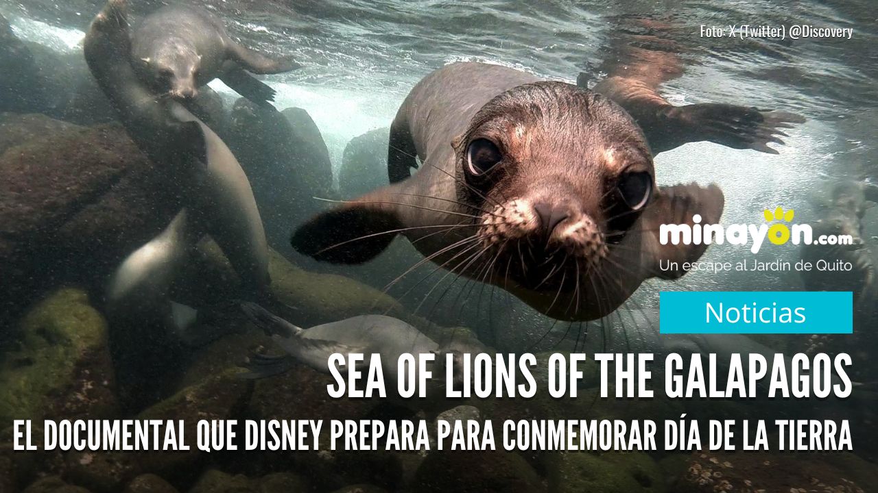 Sea of lions of the Galapagos, el documental que Disney prepara para conmemorar el día de la Tierra
