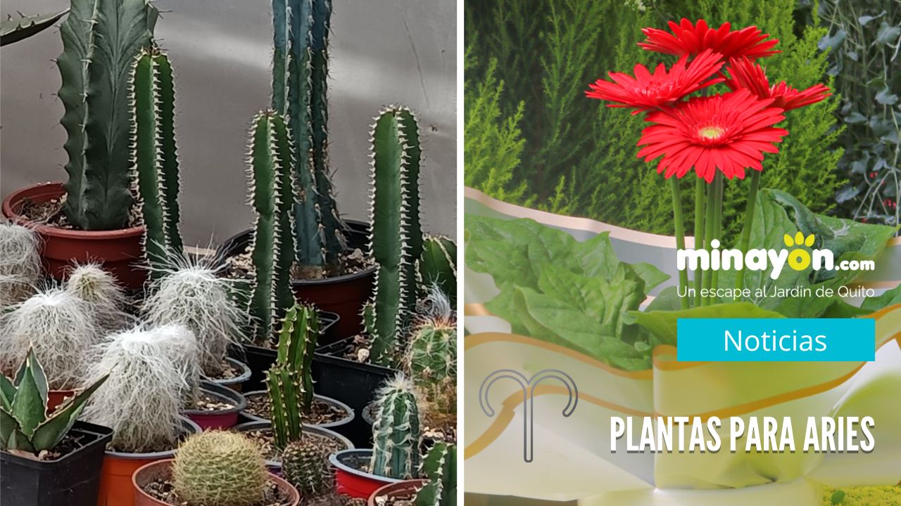 Gerbera y cactus: plantas para Aries