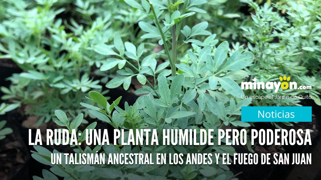 La Ruda: Un Talismán Ancestral en los Andes y el Fuego de San Juan