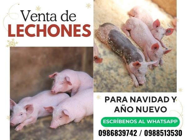 Lechones, Navidad, Año Nuevo, Cerdos Horneados, Lechones horneados, Lechones faenados, lechones en pie, Fiestas de Navidad, Fiestas de Fin de Año, Restaurantes, Cena Navidad, Cena Navideña, Cena en Familia