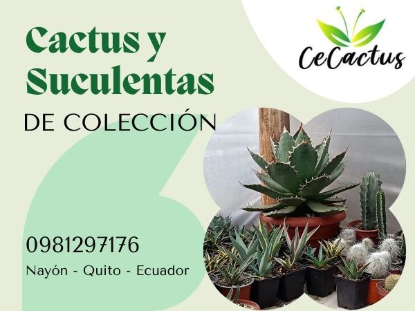 Cactus y suculentas de colección, cactus exóticos, suculentas de gran tamaño, planta, vivero de cactus, cicero de plantas