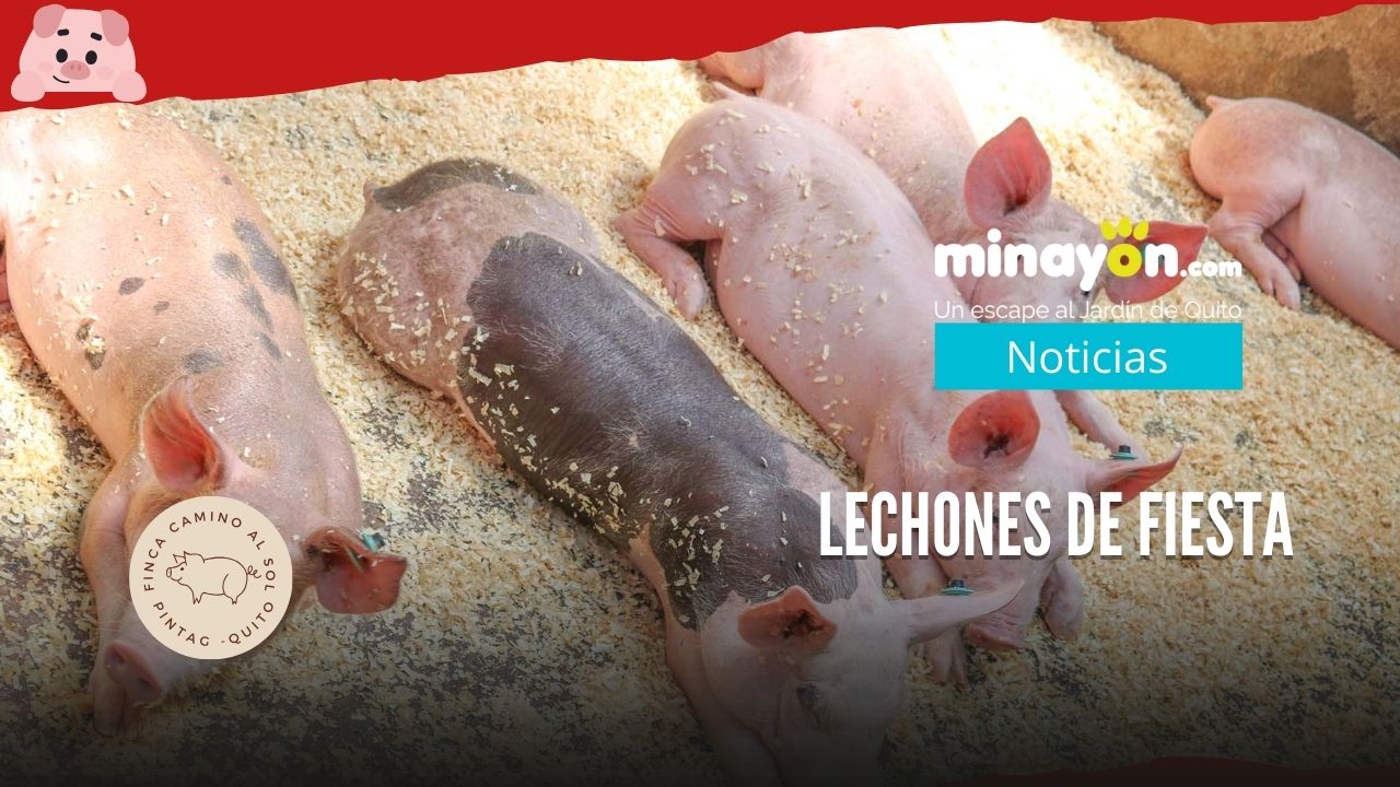 Lechones para Navidad y Año Nuevo con sabor a tradición