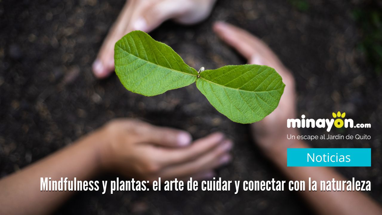 Mindfulness y plantas: el arte de cuidar y conectar con la naturaleza