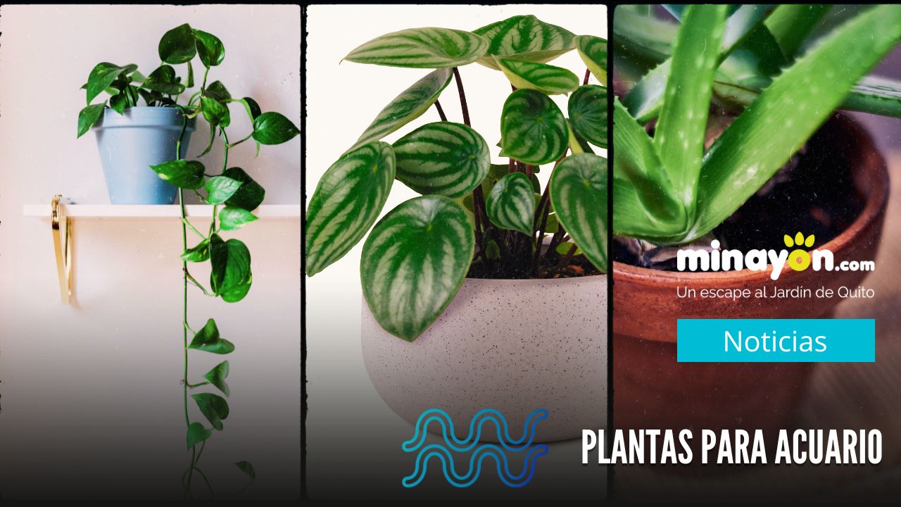 Aloe, Pothos y Peperomia: Las plantas para la energía de Acuario