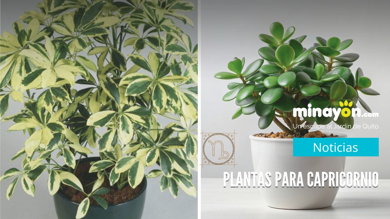 Jade y Cheflera: Las plantas para la Energía de Capricornio