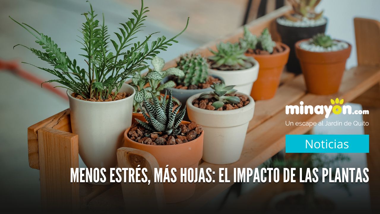 Menos Ansiedad, Más Hojas: El Impacto de las Plantas en Tu Vida