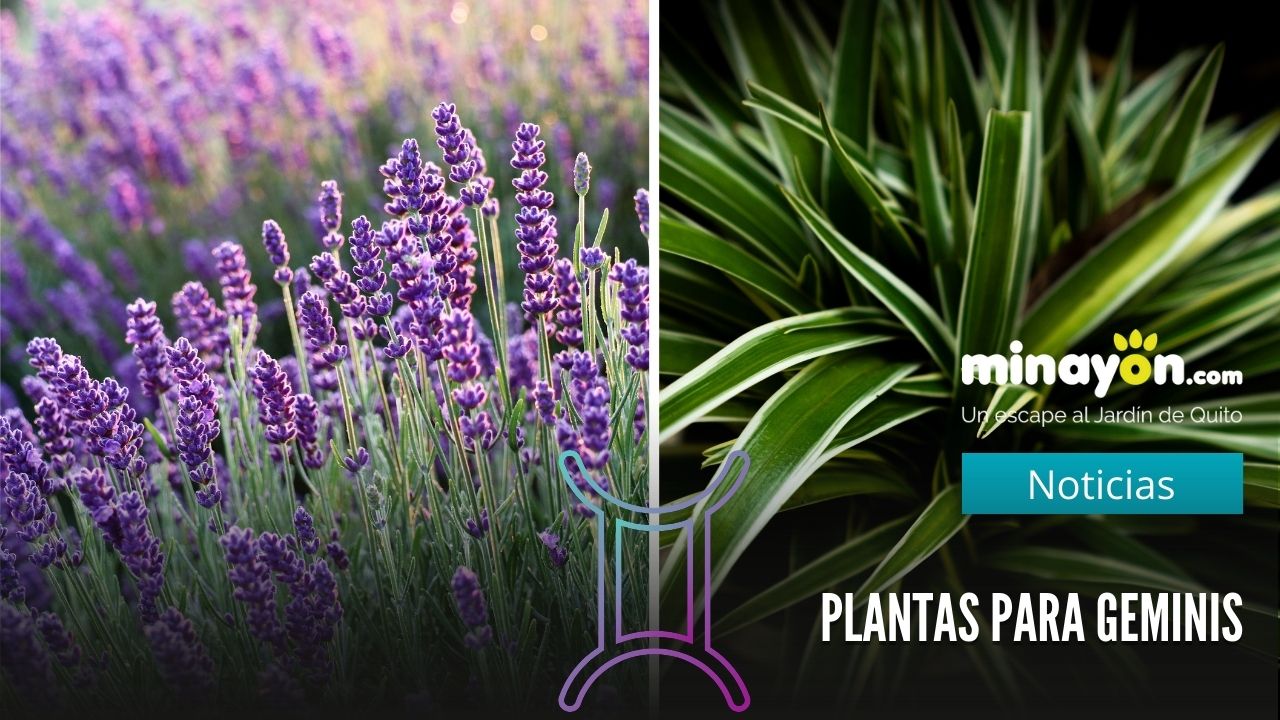 Lazo de Amor y Lavanda: Plantas para Géminis