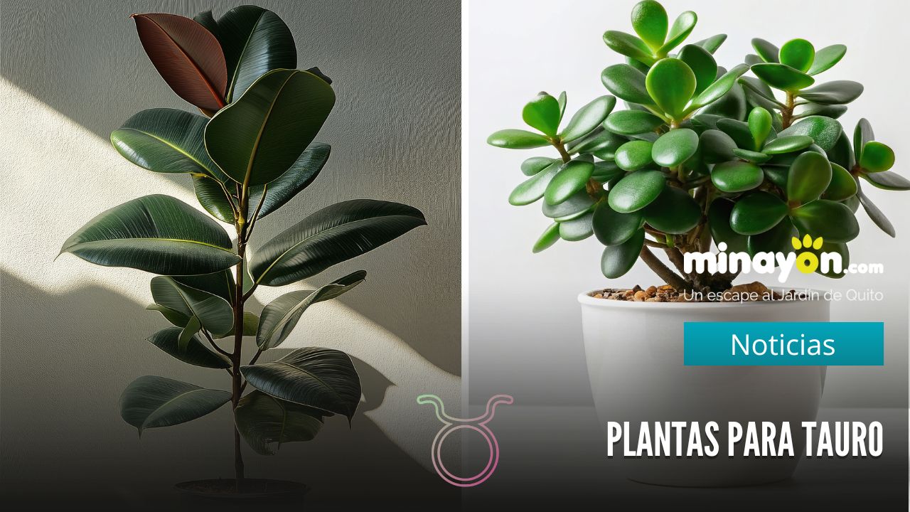 Jade y Caucho: plantas para el signo de Tauro