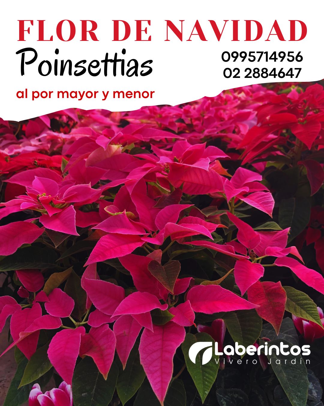 Poinsettias al por mayor Flor de Navidad