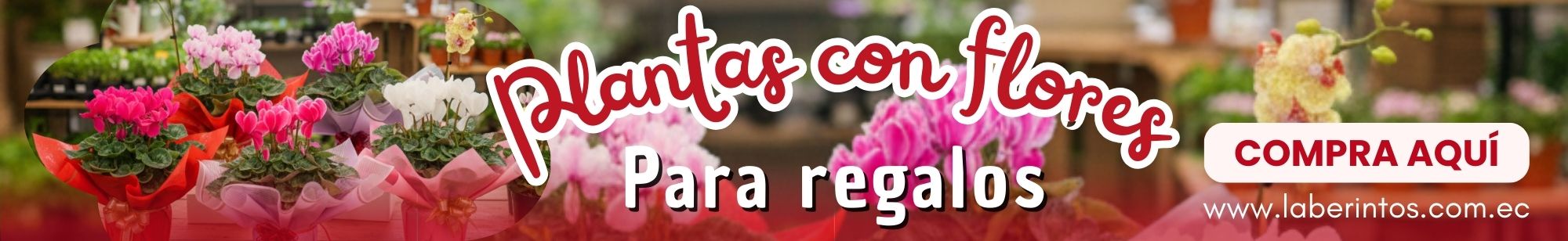 Vivero Laberintos - Plantas con flores para regalos